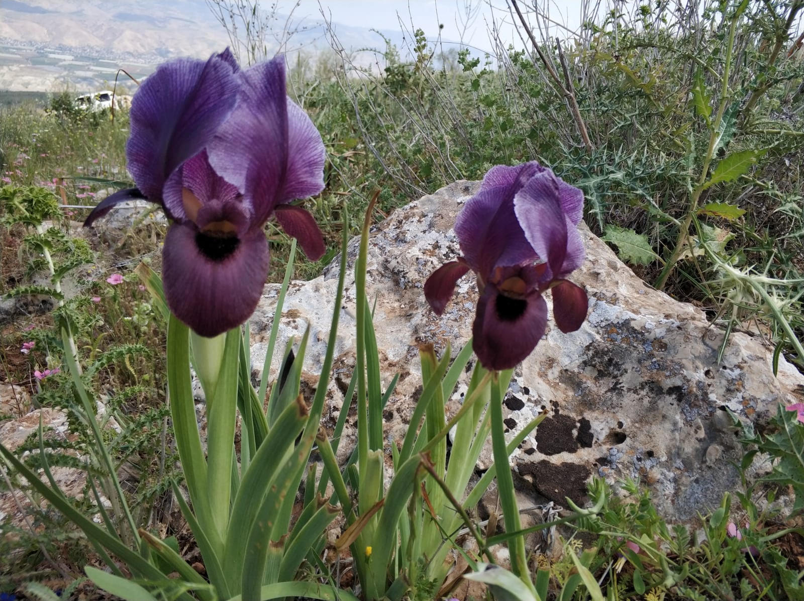 אירוס הגלבוע