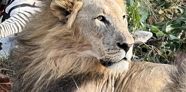 lions win