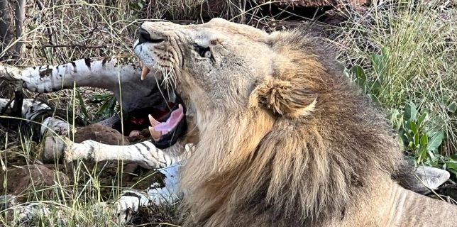lion raw first place
